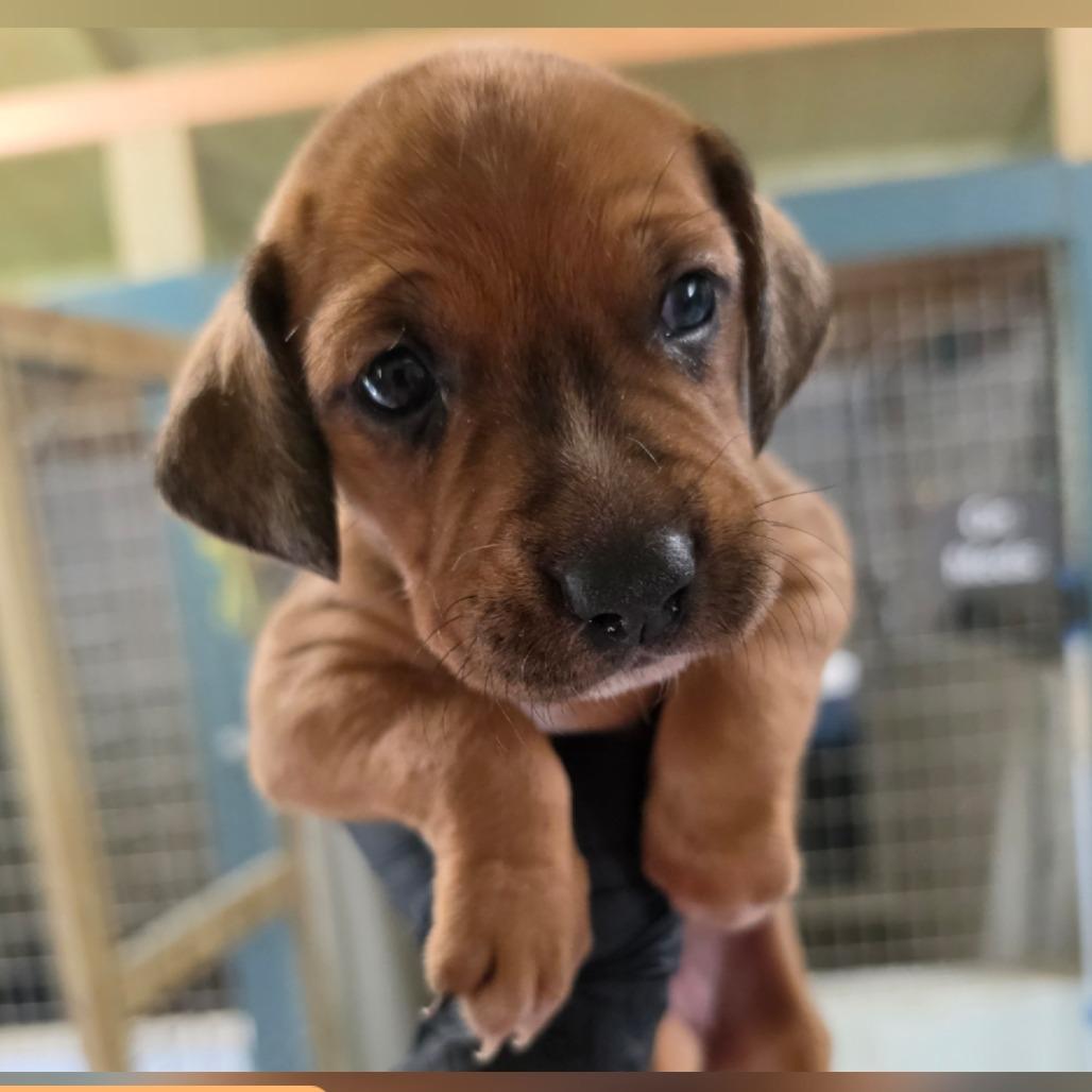 Enlarge Piper II, a Adoptable mixed breed in Chesapeake, VA image 2/4