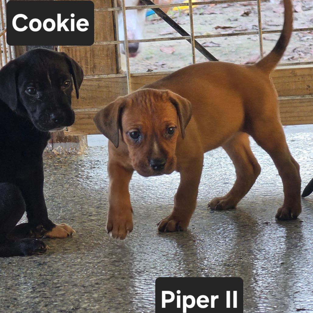 Enlarge Piper II, a Adoptable mixed breed in Chesapeake, VA image 3/4