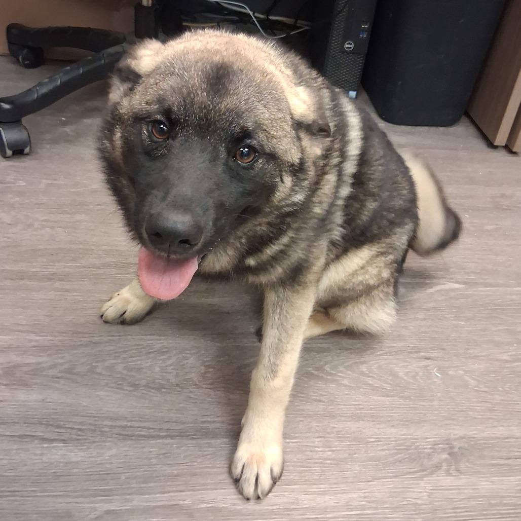 Oso, Adoptable, Young Male Norwegian Elkhound.