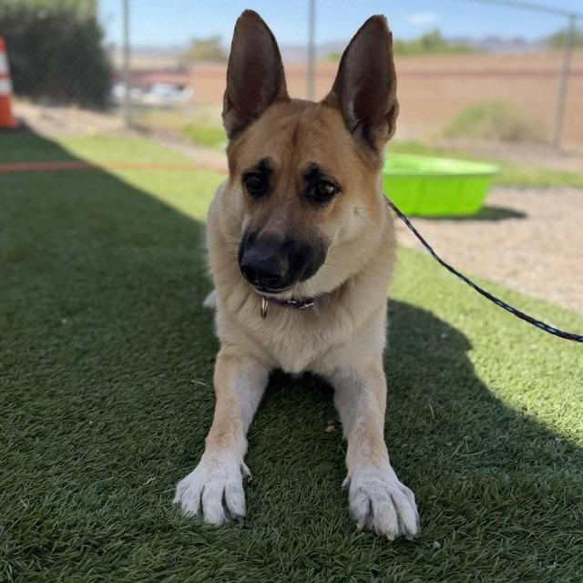 Enlarge Avril Lavigne, a Adoptable mixed breed in Bullhead City, AZ image 1/5