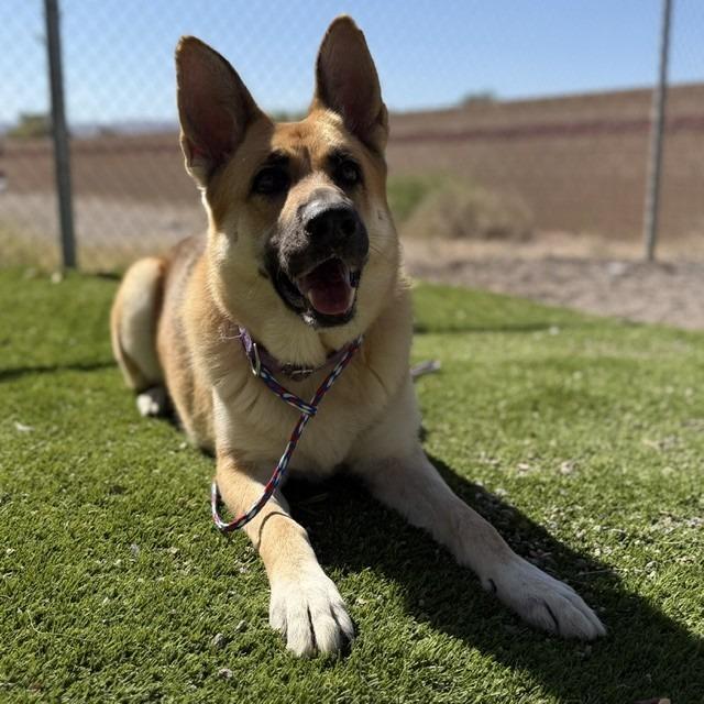 Enlarge Avril Lavigne, a Adoptable mixed breed in Bullhead City, AZ image 1/3