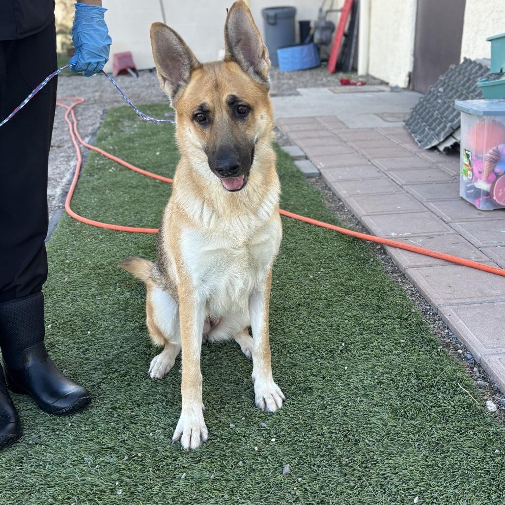 Enlarge Avril Lavigne, a Adoptable mixed breed in Bullhead City, AZ image 3/4
