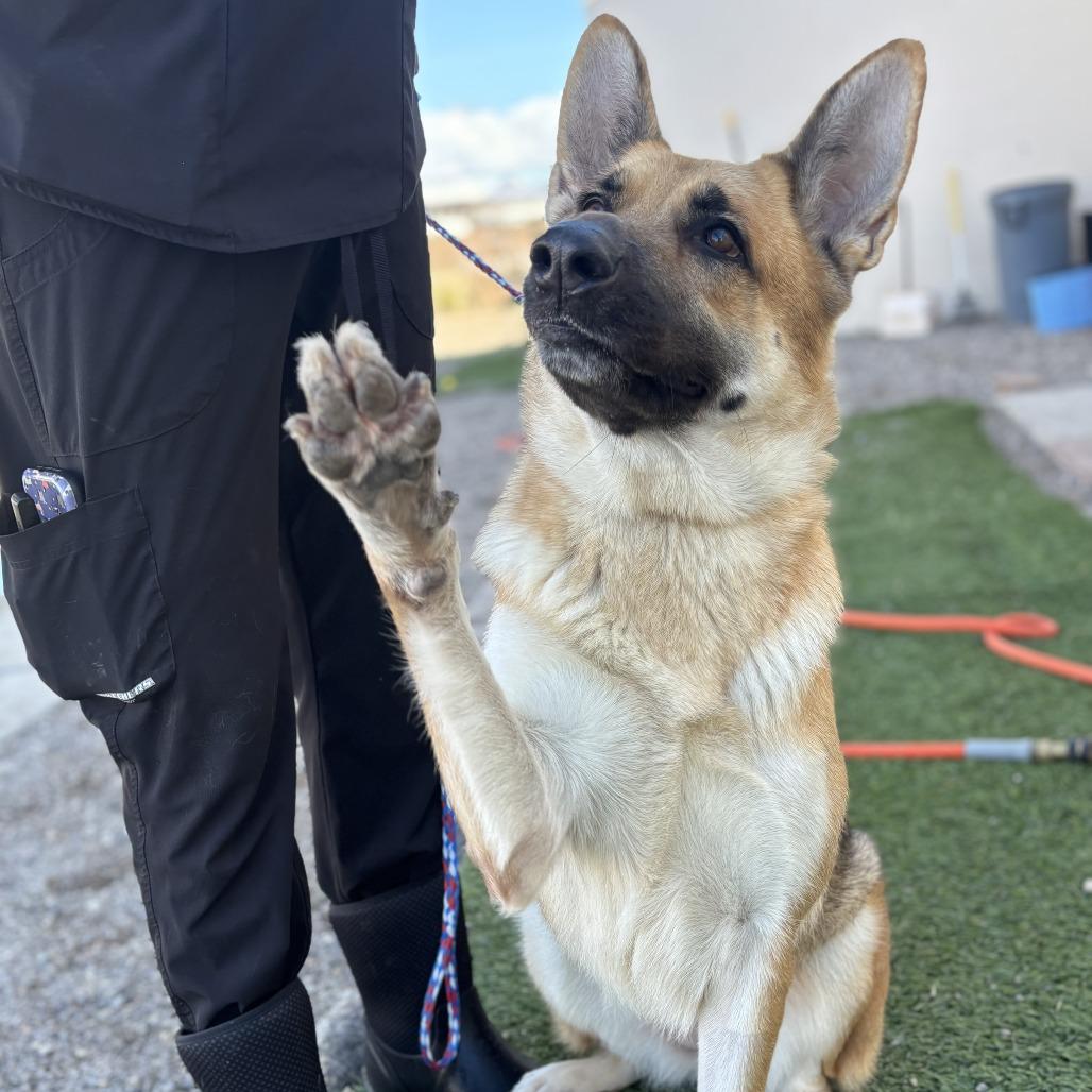 Enlarge Avril Lavigne, a Adoptable mixed breed in Bullhead City, AZ image 4/4