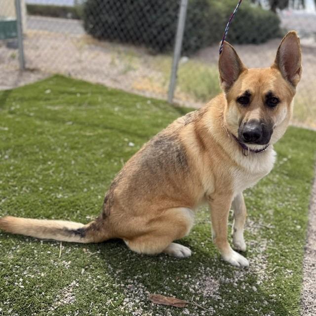 Enlarge Avril Lavigne, a Adoptable mixed breed in Bullhead City, AZ image 3/5