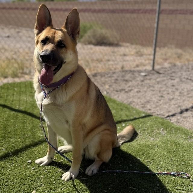 Enlarge Avril Lavigne, a Adoptable mixed breed in Bullhead City, AZ image 3/3