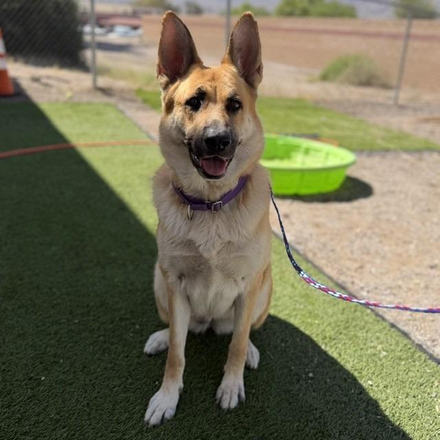 Enlarge Avril Lavigne, a Adoptable mixed breed in Bullhead City, AZ image 4/5