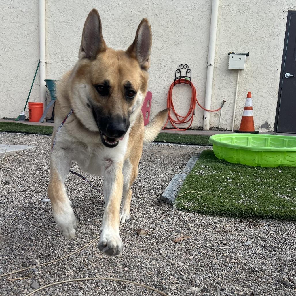 Enlarge Avril Lavigne, a Adoptable mixed breed in Bullhead City, AZ image 5/5