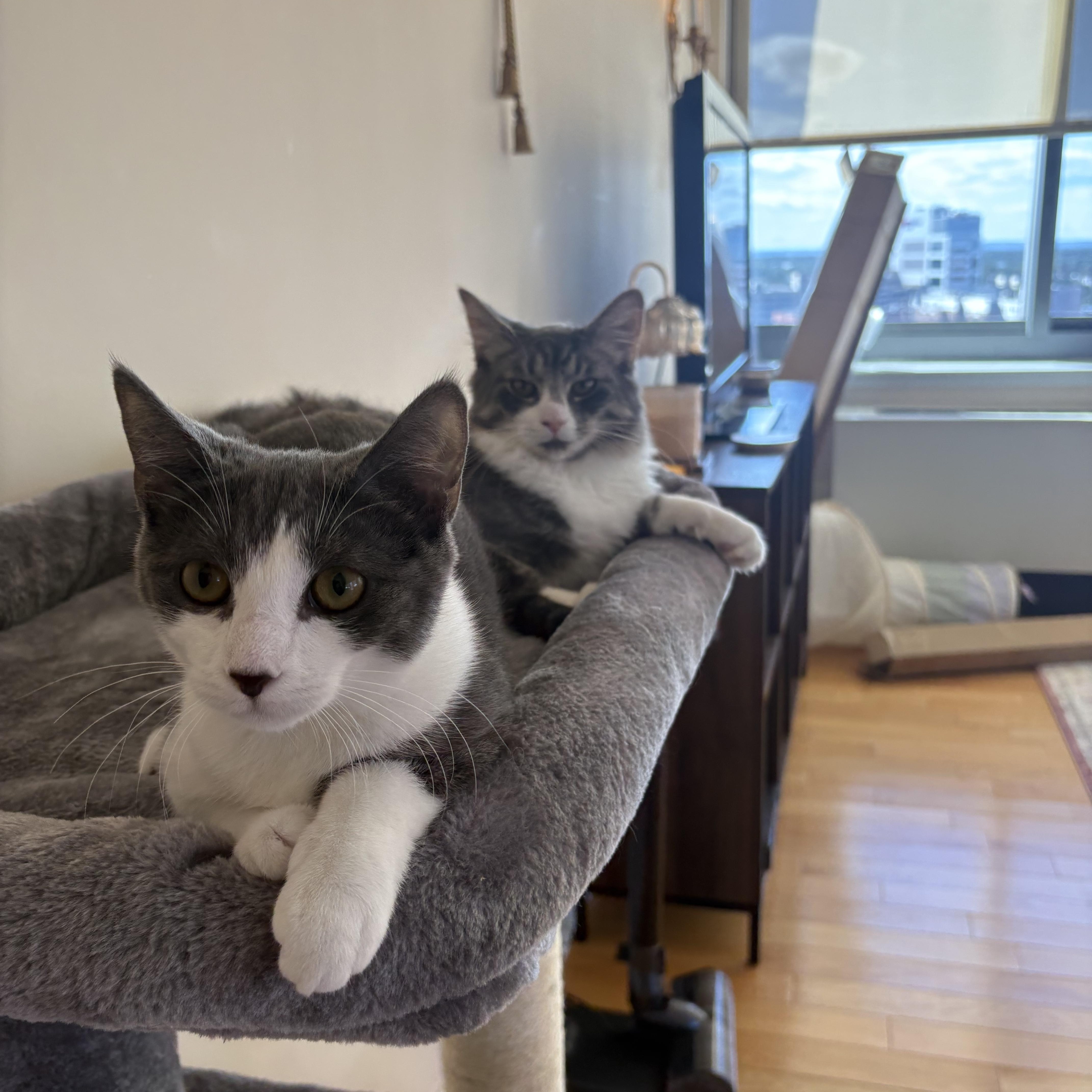 Enlarge SunPass and Tollbooth, a Adoptable Domestic Long Hair in Brooklyn, NY image 4/5