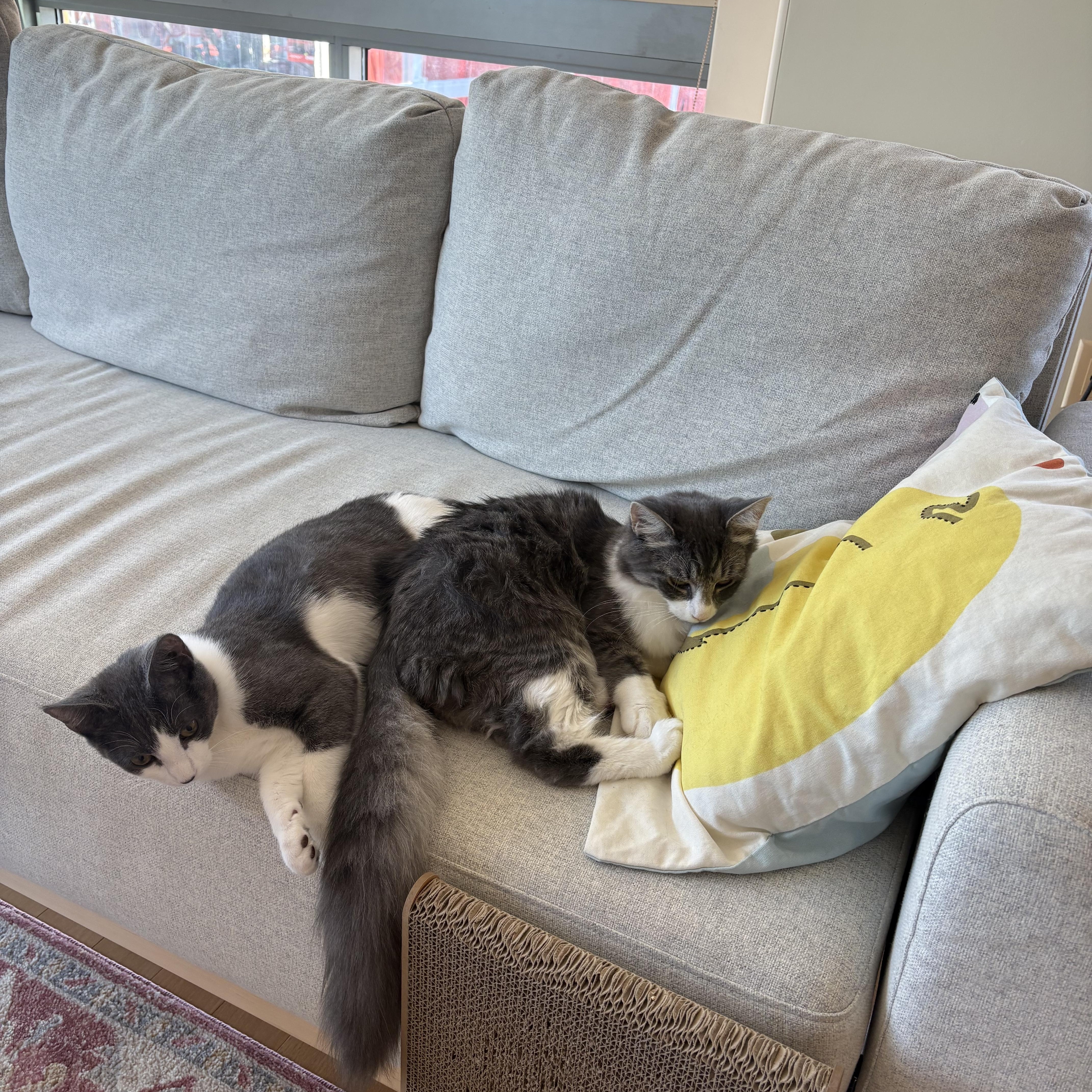Enlarge SunPass and Tollbooth, a Adoptable Domestic Long Hair in Brooklyn, NY image 5/5