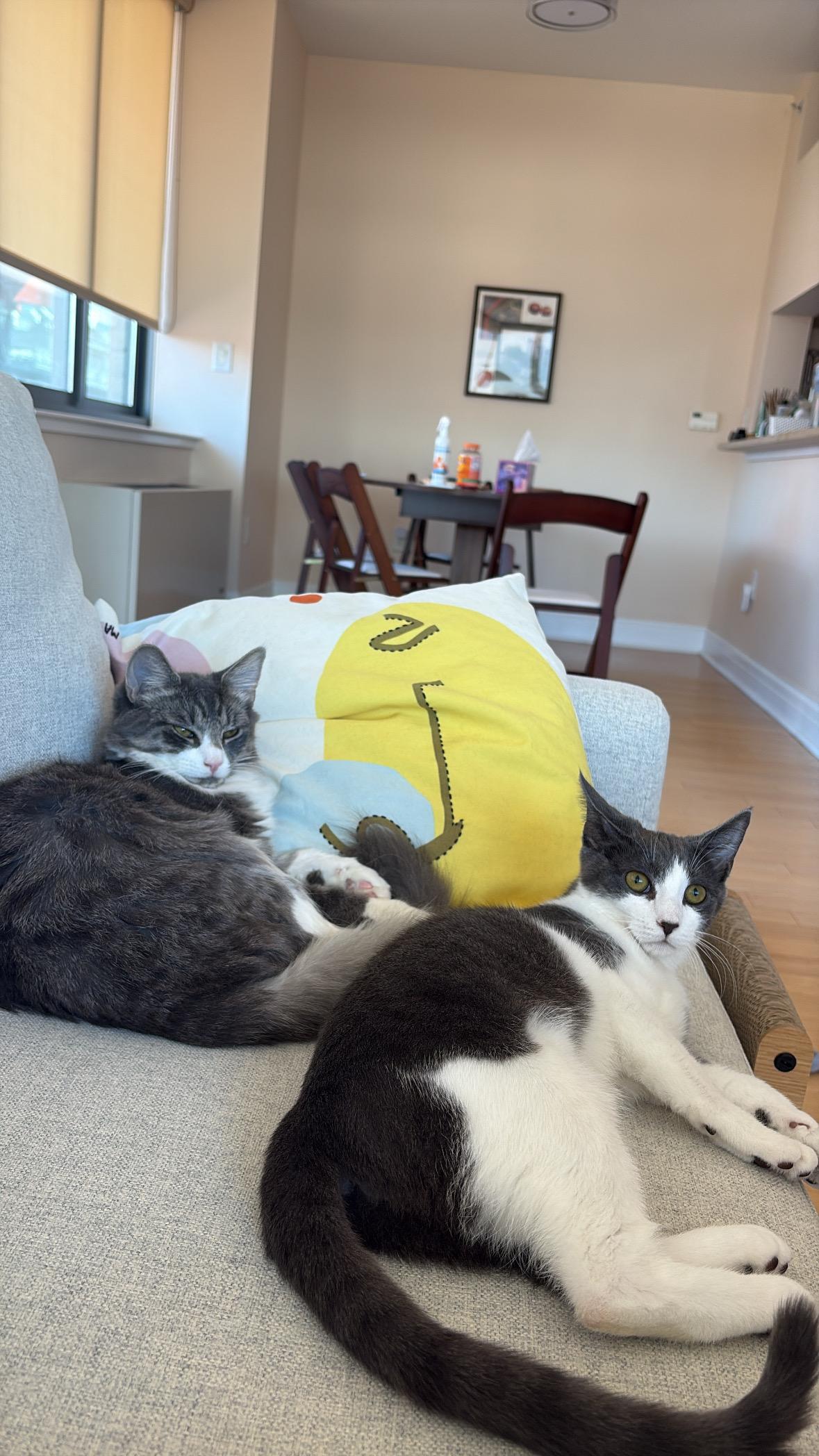 Enlarge SunPass and Tollbooth, a Adoptable Domestic Long Hair in Brooklyn, NY image 3/5