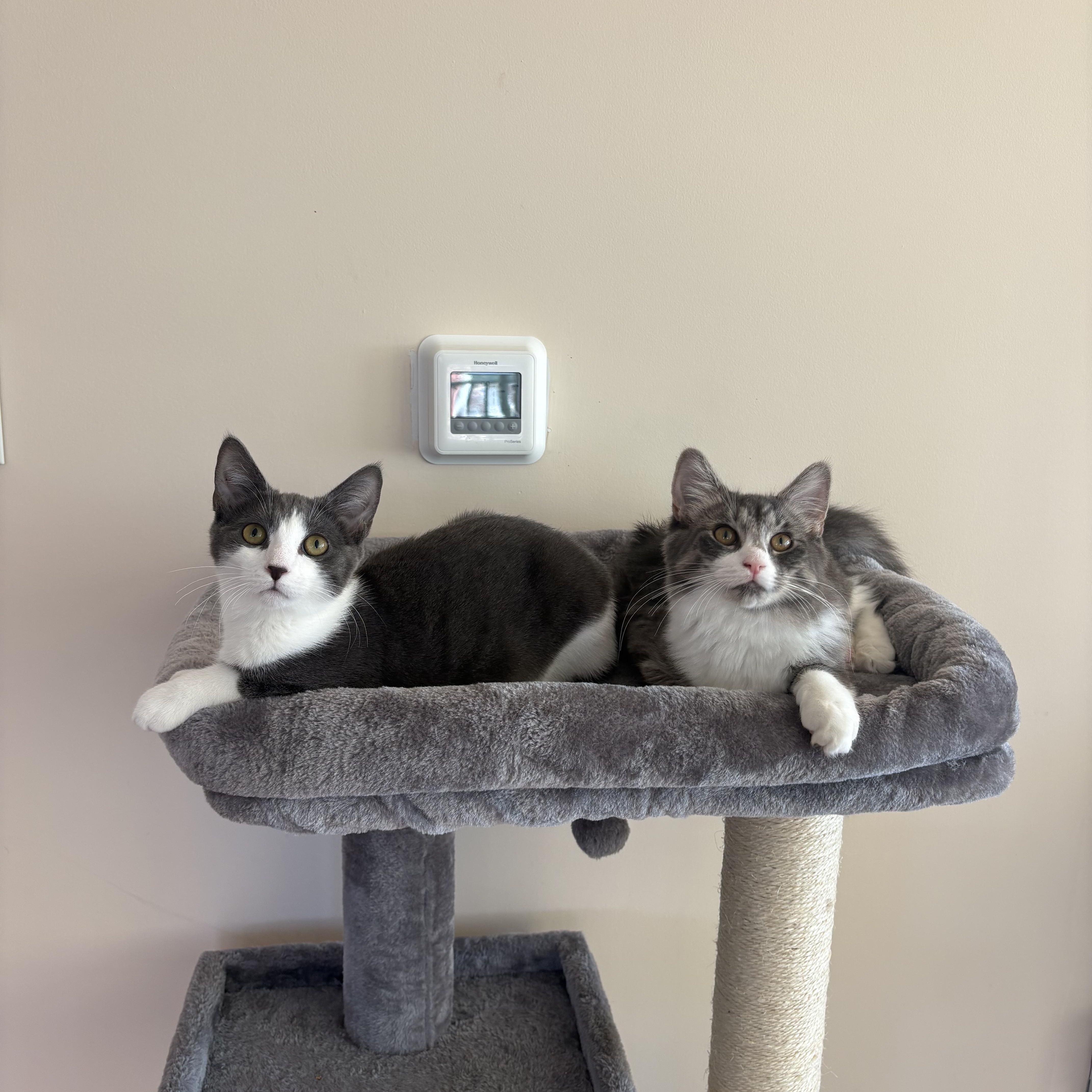 SunPass and Tollbooth, Adoptable, Young Female Domestic Long Hair.