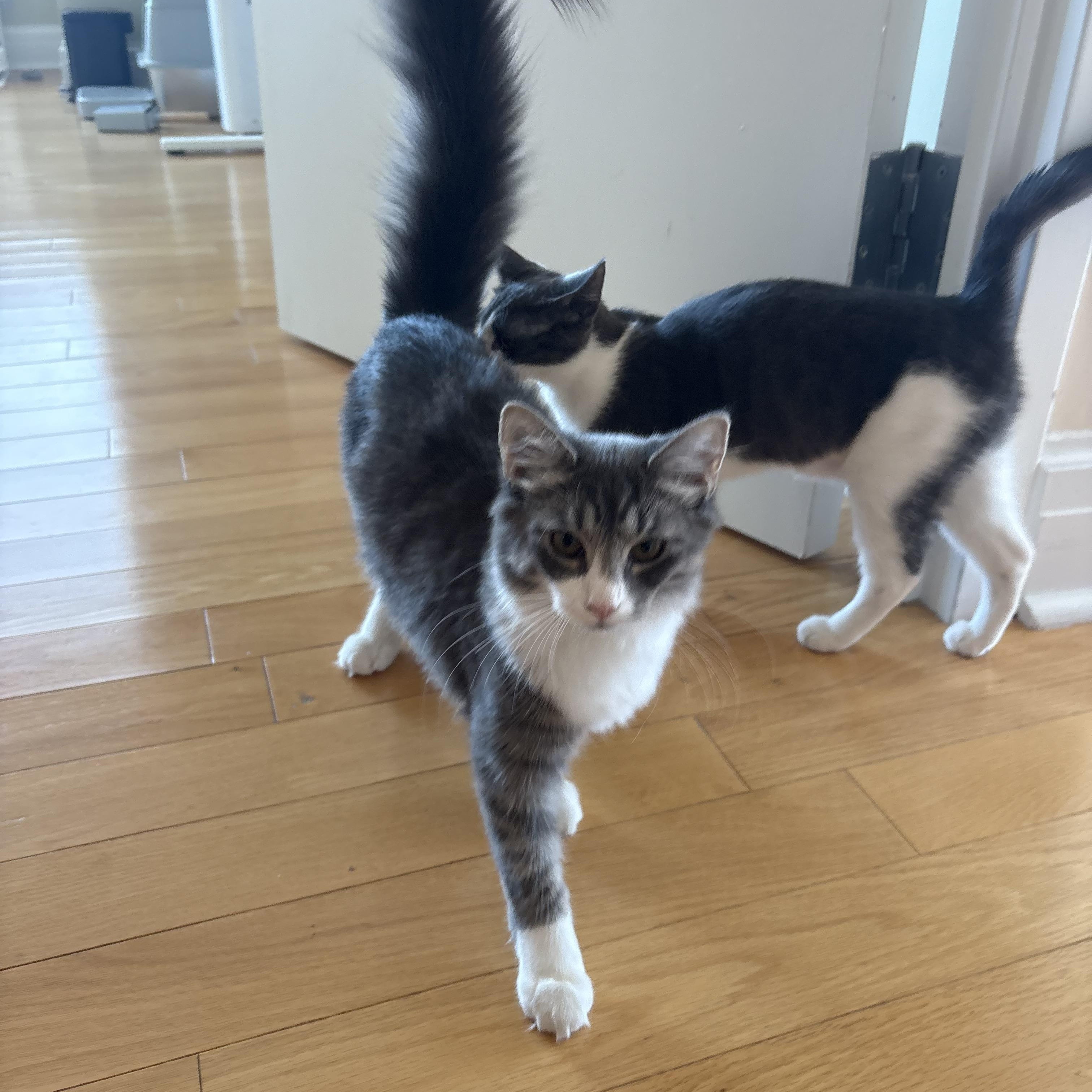Enlarge SunPass and Tollbooth, a Adoptable Domestic Long Hair in Brooklyn, NY image 2/5