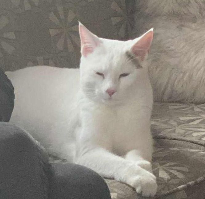 SeeBee, Adoptable, Young Male Domestic Short Hair.