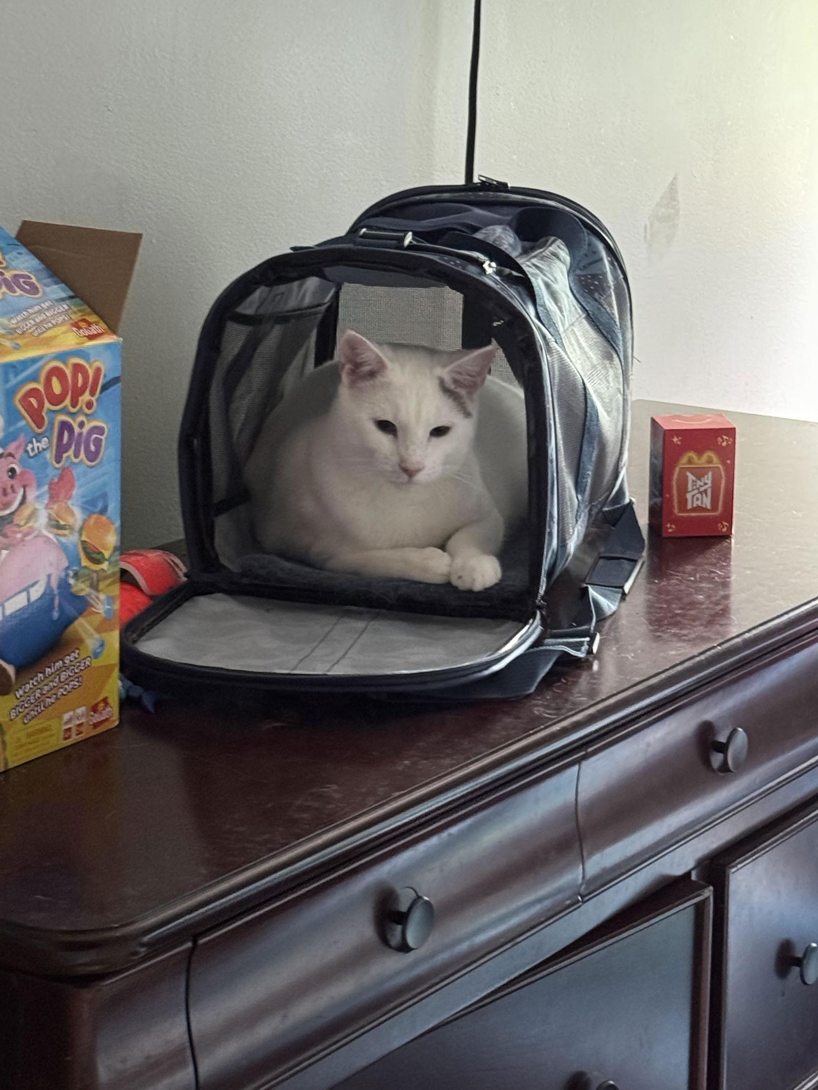 SeeBee, a Adoptable Domestic Short Hair in Minneapolis, MN image 2/3