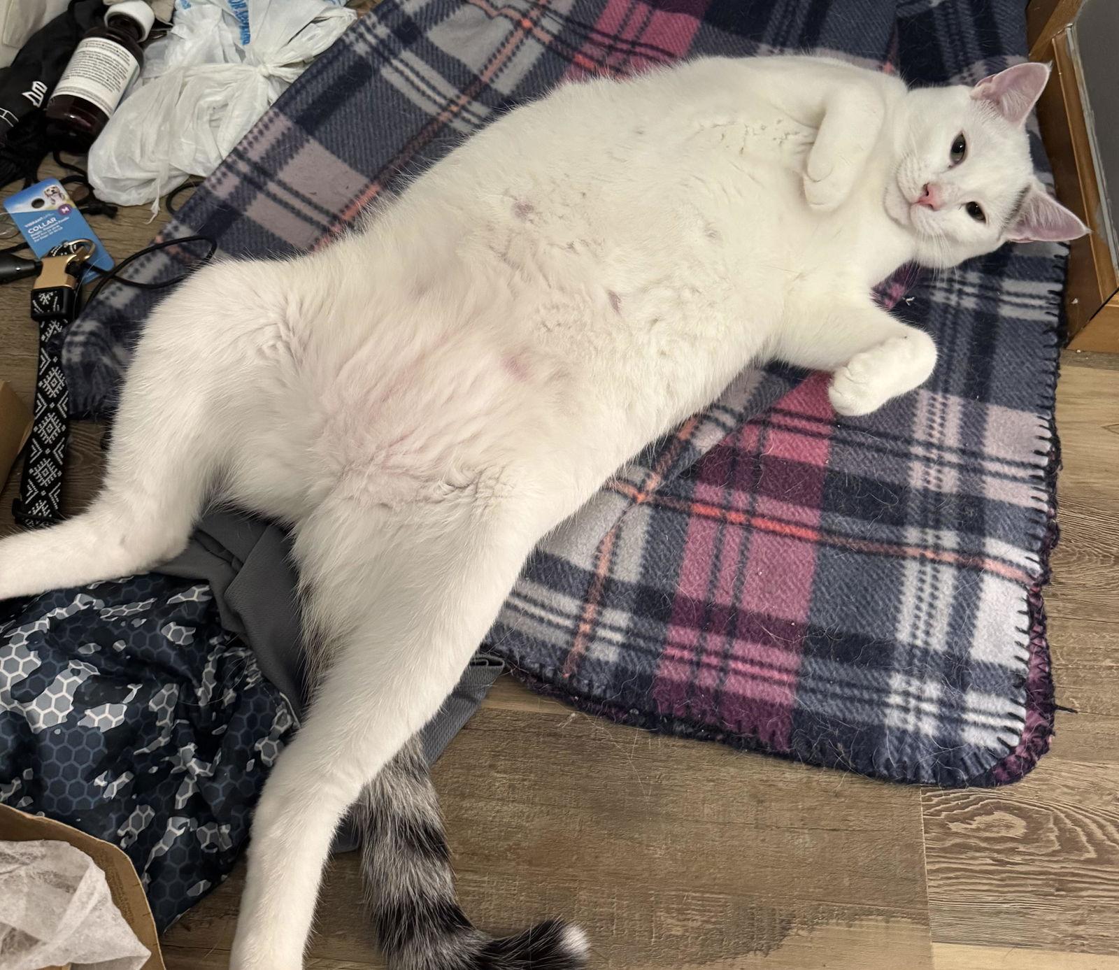 SeeBee, a Adoptable Domestic Short Hair in Minneapolis, MN image 3/3