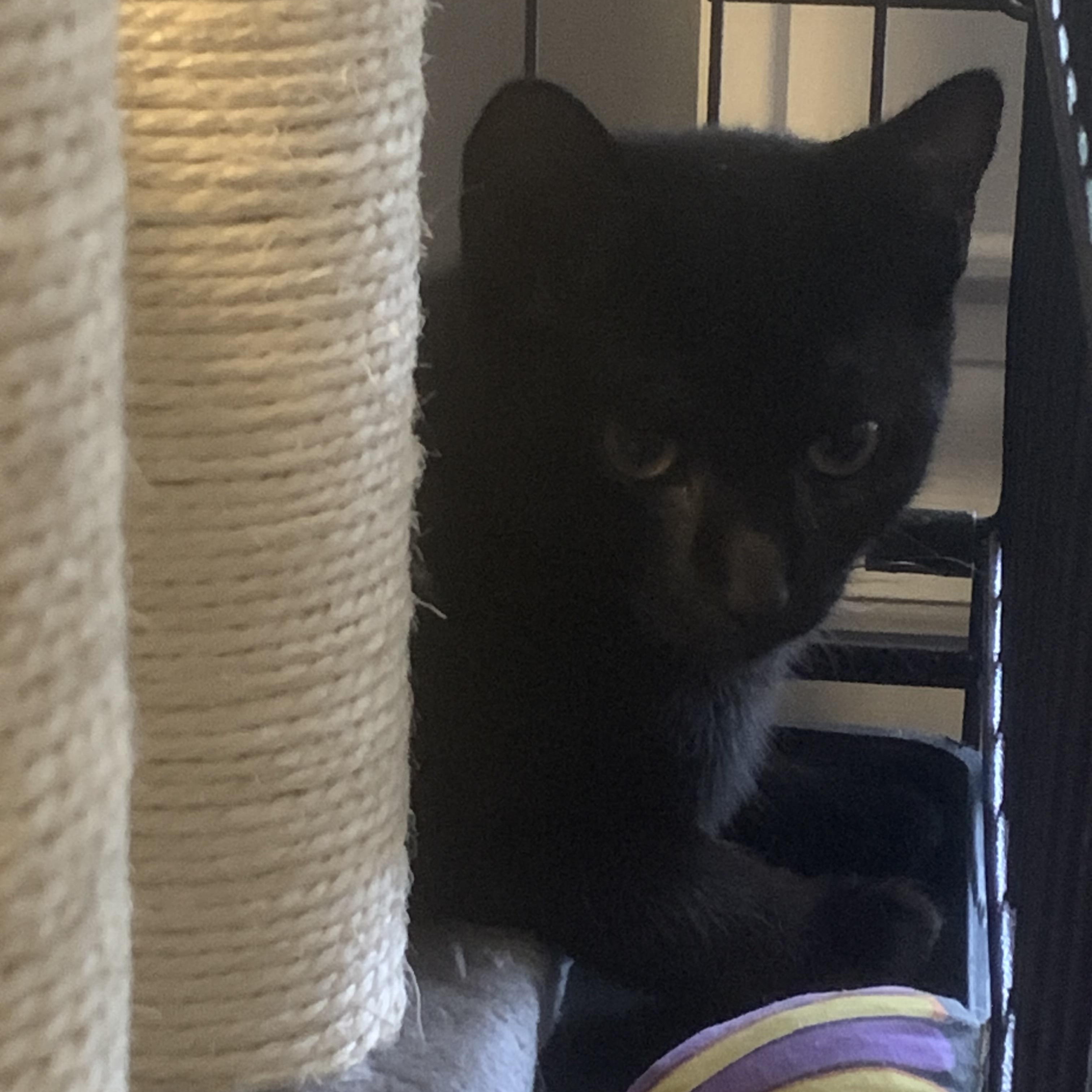 Enlarge Petra and Poppy, a Adoptable Domestic Short Hair in Roslyn Heights, NY image 4/4