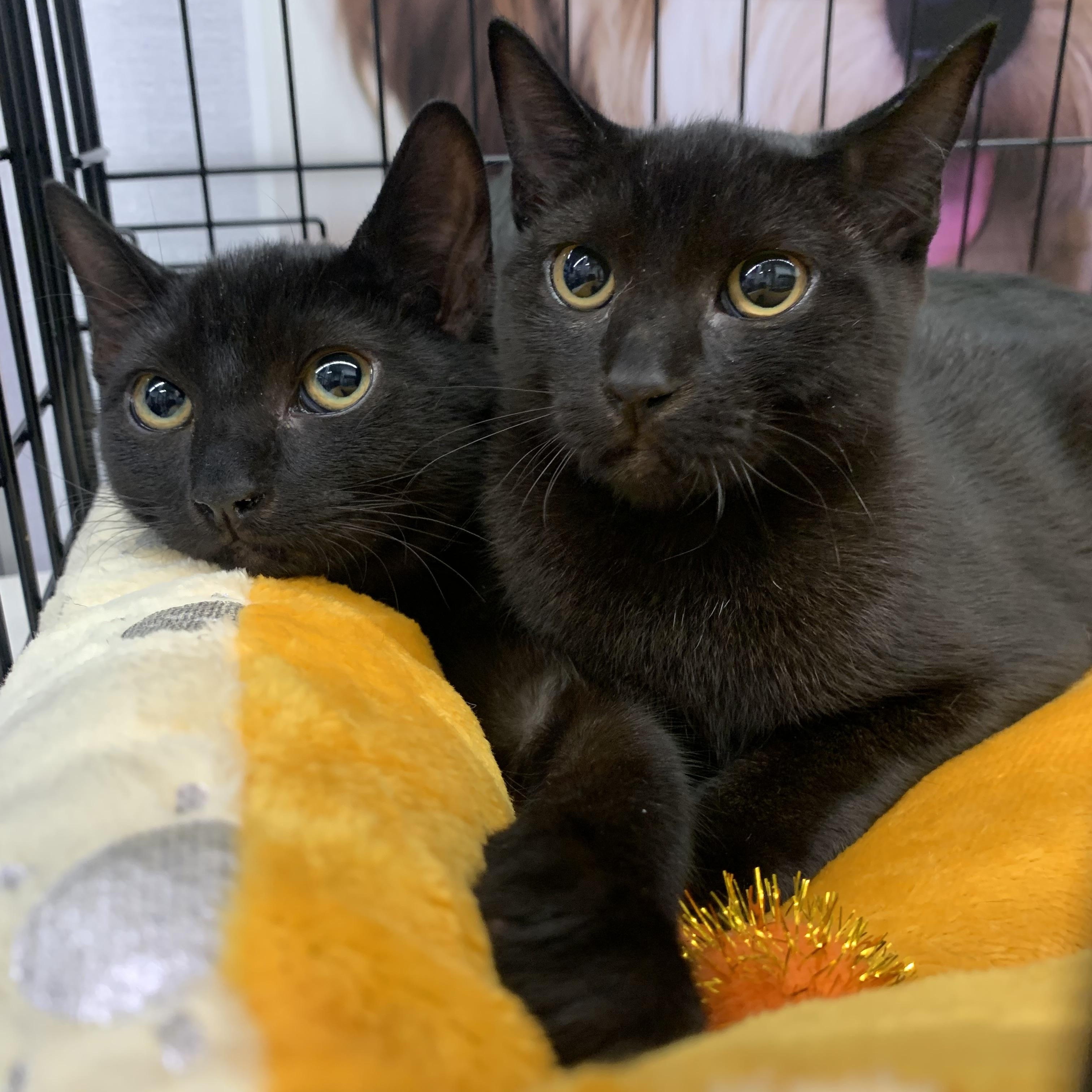 Petra and Poppy, Adoptable, Kitten Female Domestic Short Hair.