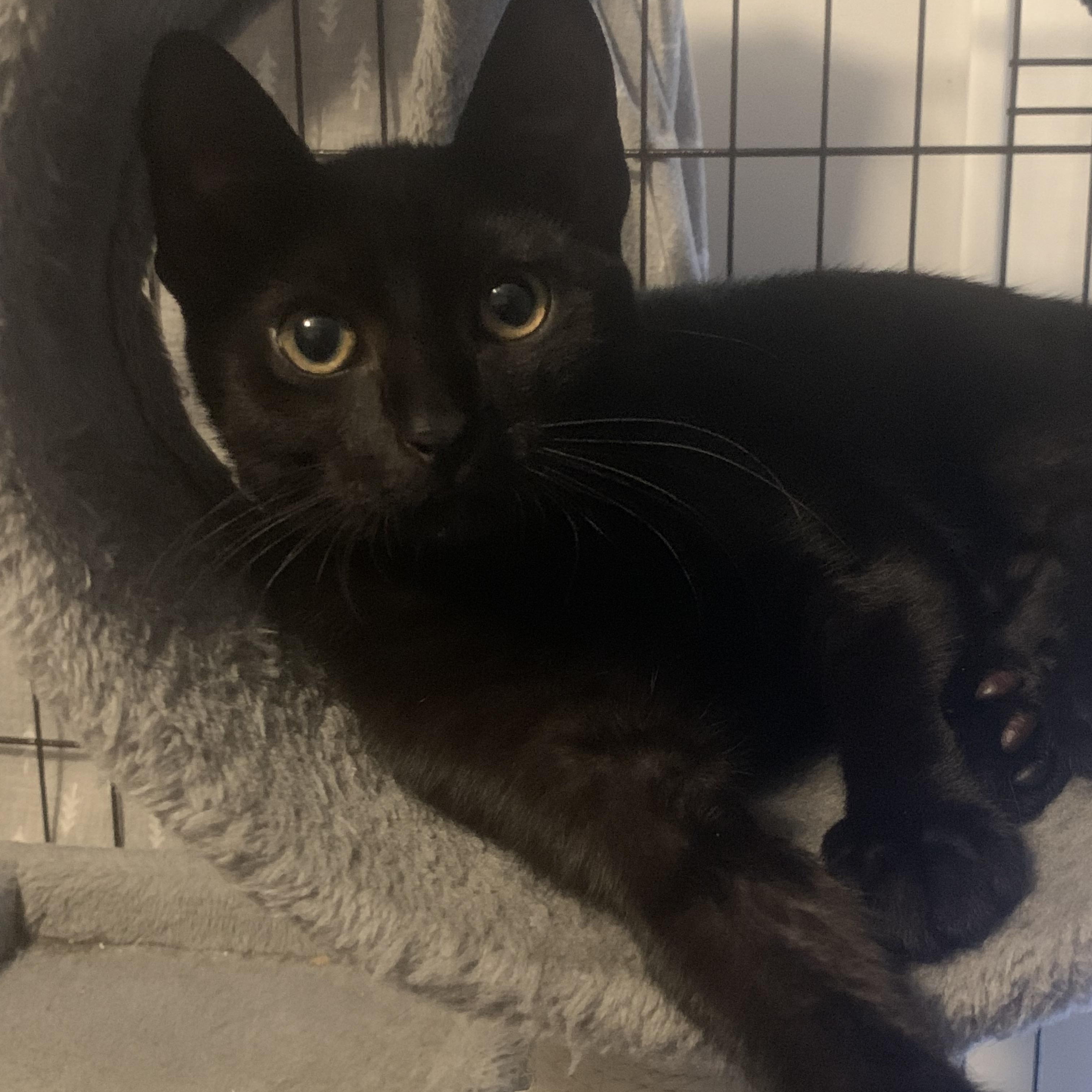 Enlarge Petra and Poppy, a Adoptable Domestic Short Hair in Roslyn Heights, NY image 2/4