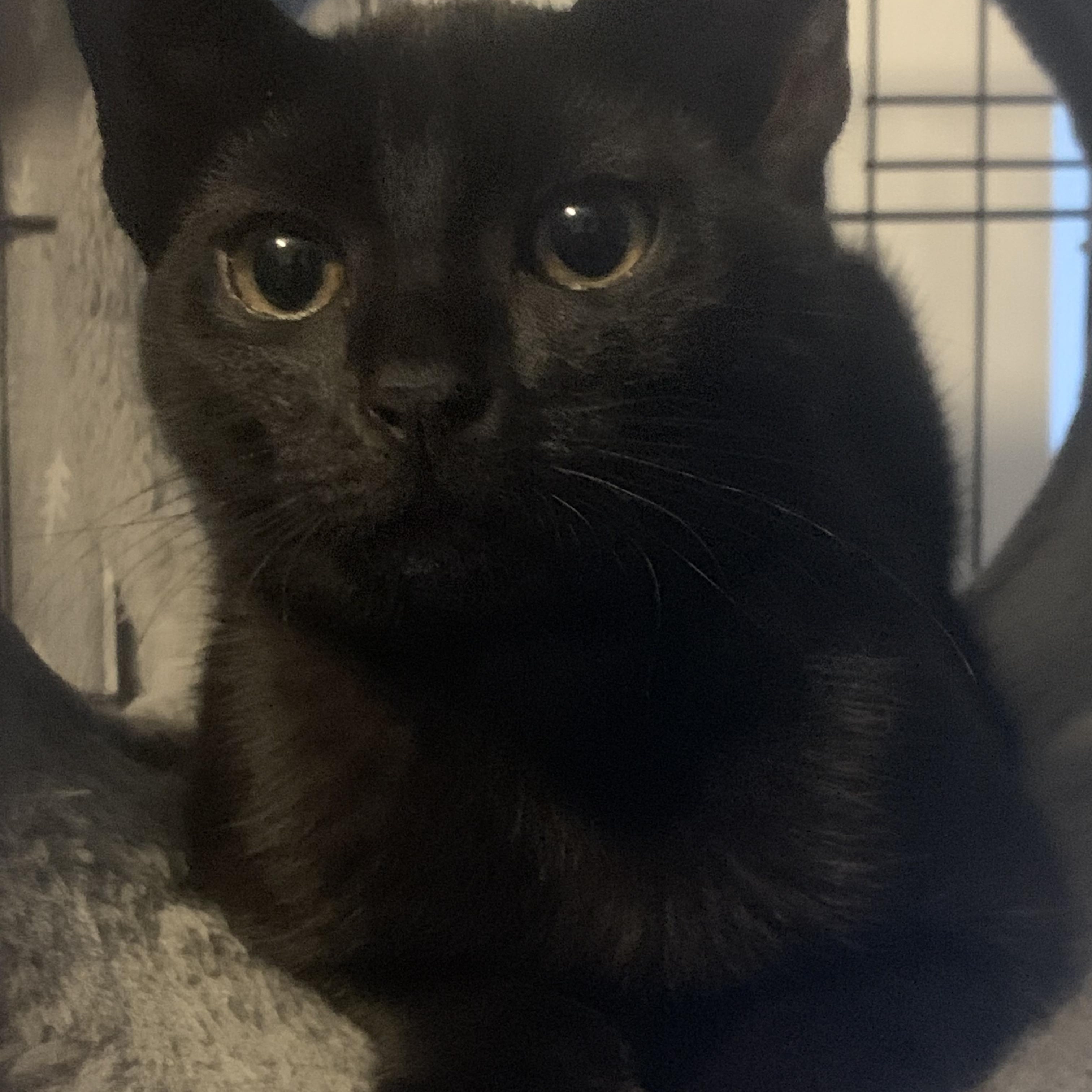 Enlarge Petra and Poppy, a Adoptable Domestic Short Hair in Roslyn Heights, NY image 3/4