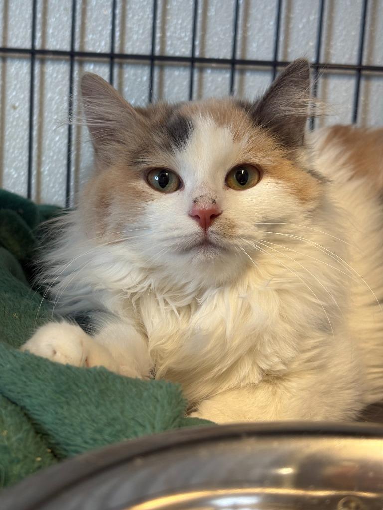 Memphis, Adoptable, Kitten Female Domestic Medium Hair.