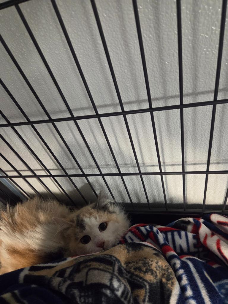 Enlarge Memphis, a Adoptable mixed breed in Rock Springs, WY image 2/2