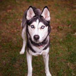 Asuka, Adoptable, Adult Female Siberian Husky.
