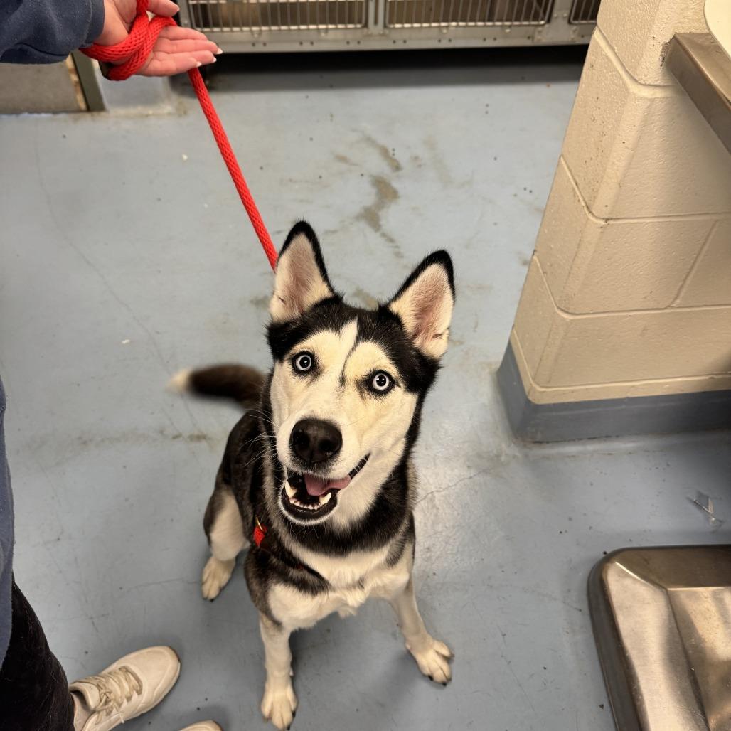 Enlarge Asuka, a Adoptable Siberian Husky in Brockton, MA image 2/4