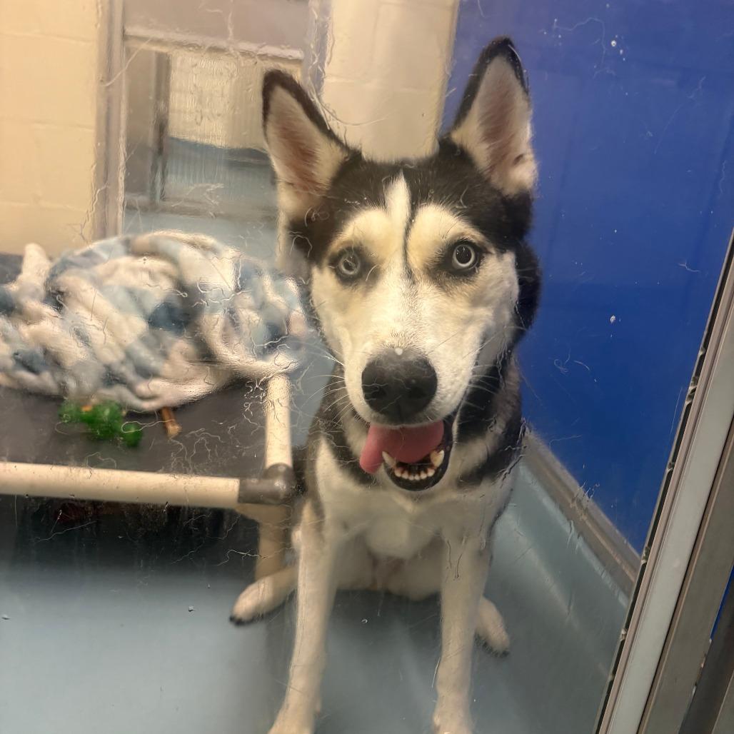 Enlarge Asuka, a Adoptable Siberian Husky in Brockton, MA image 3/4