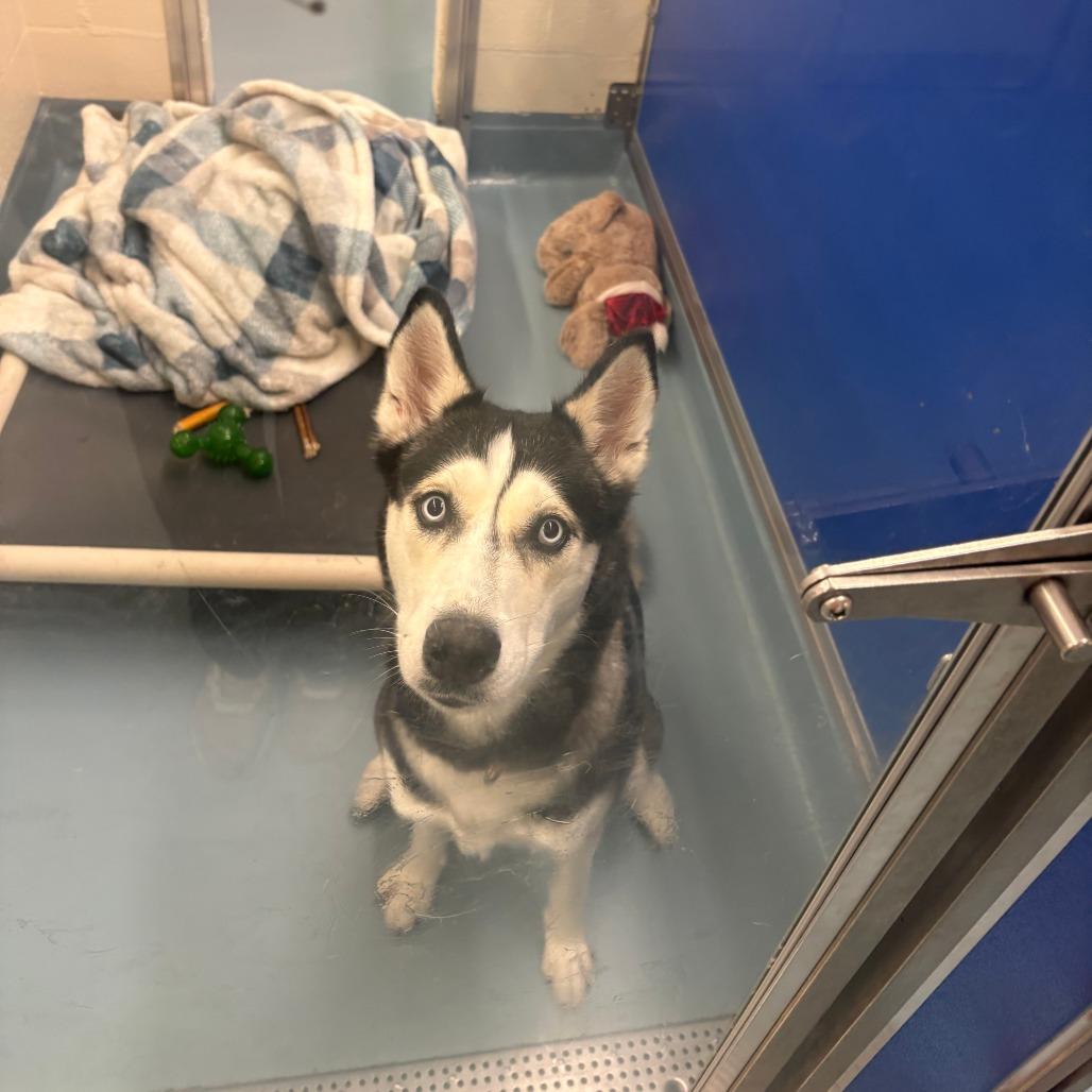 Enlarge Asuka, a Adoptable Siberian Husky in Brockton, MA image 4/4