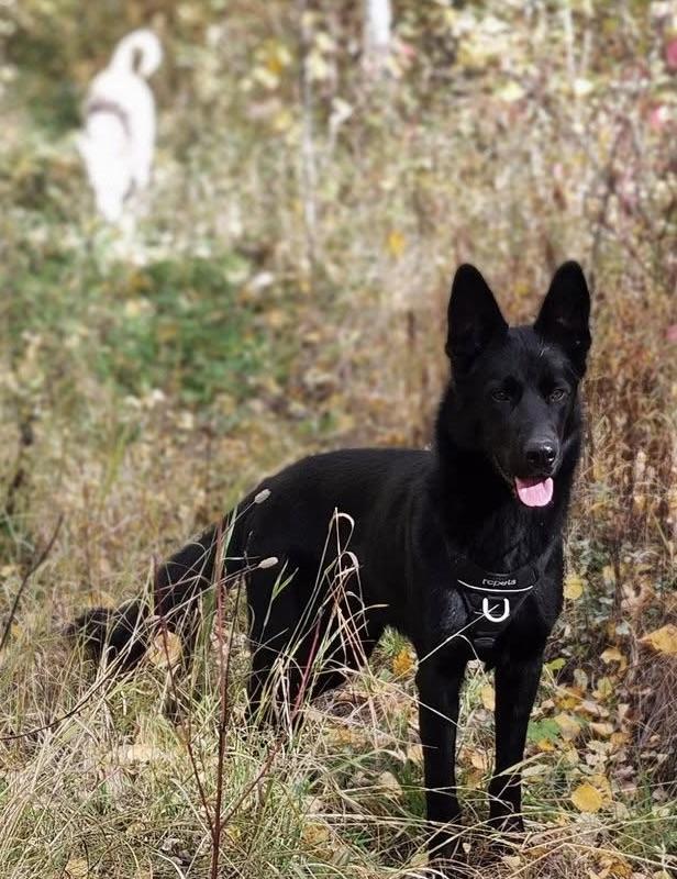 Enlarge Spirit - GONE ON TRIAL, a Adoptable mixed breed in Meadow Lake, SK image 2/6