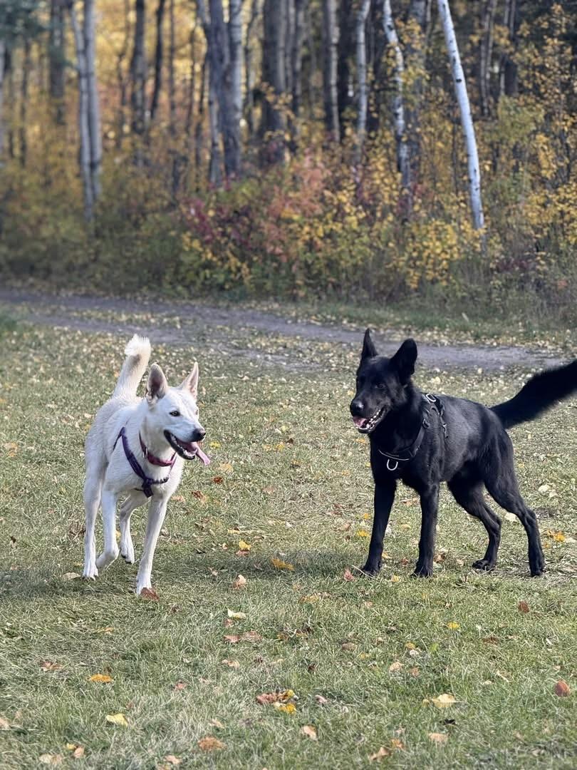 Spirit, an adoptable Shepherd in Meadow Lake, SK, S9X 1Y7 | Photo Image 3