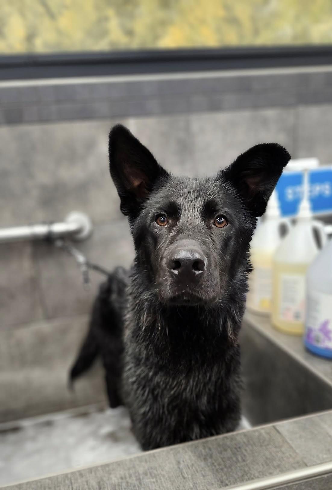 Enlarge Spirit - GONE ON TRIAL, a Adoptable mixed breed in Meadow Lake, SK image 6/6