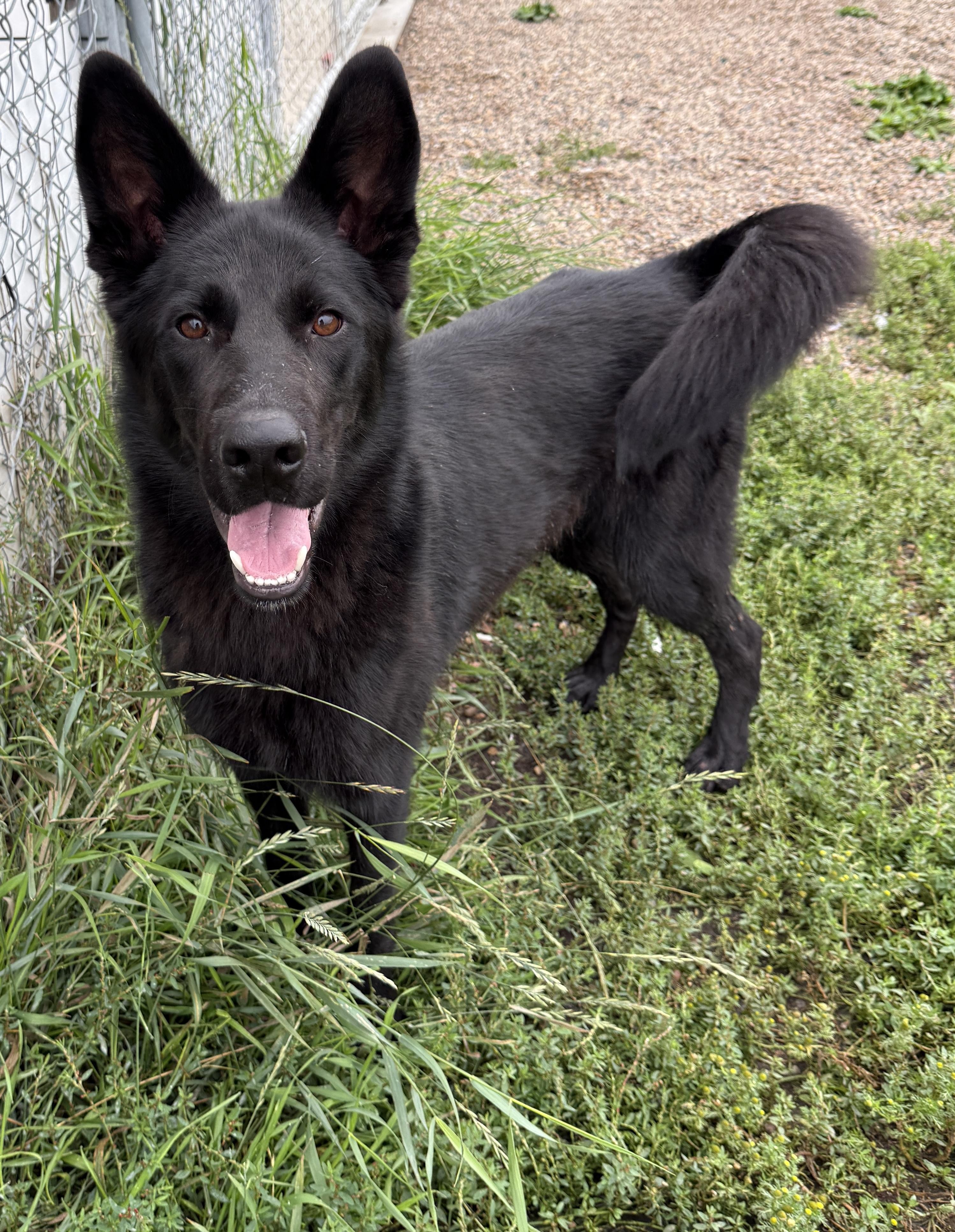 Enlarge Spirit - GONE ON TRIAL, a Adoptable mixed breed in Meadow Lake, SK image 5/6