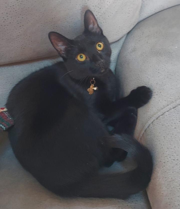 Shiner and sister Dinah, Adoptable, Young Male Domestic Short Hair.