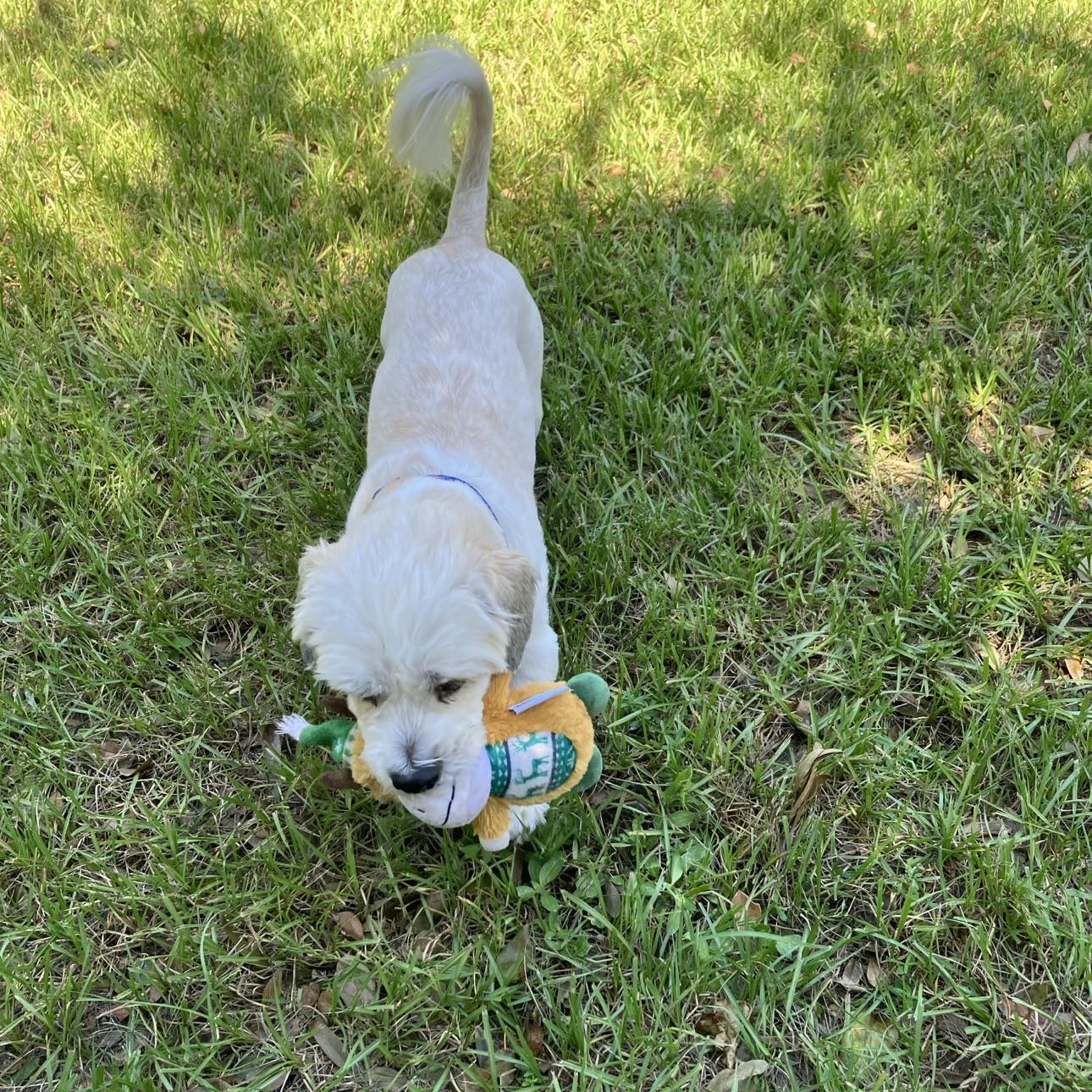 Dog for adoption Rusty, a Havanese & Lhasa Apso Mix in Cape Coral, FL