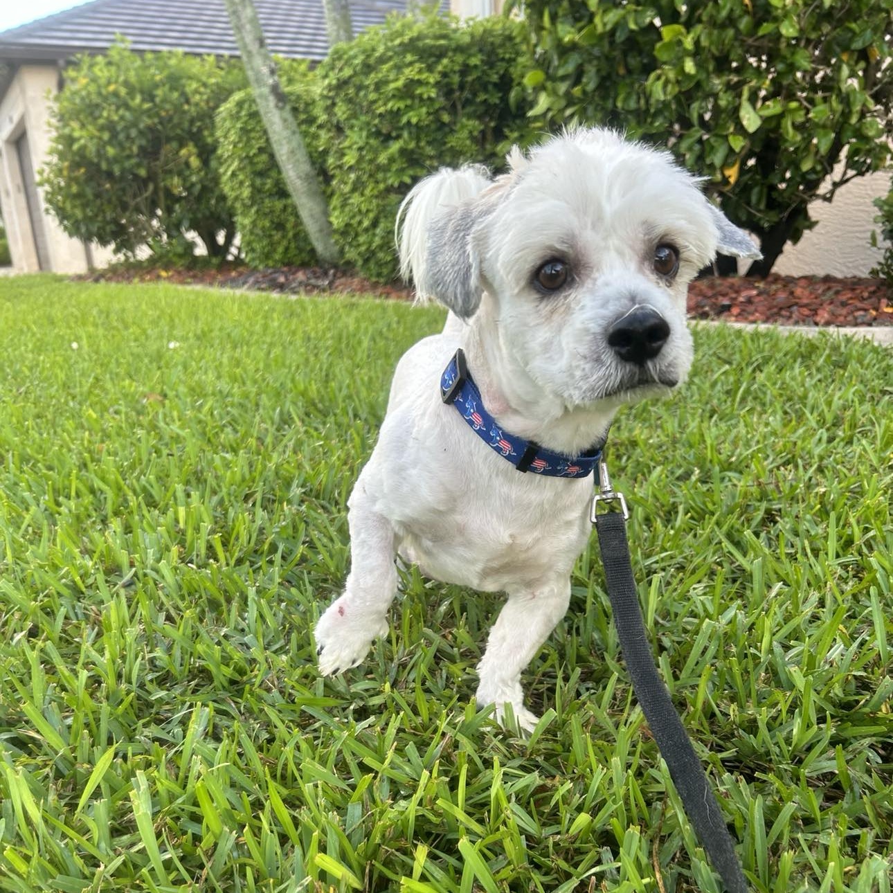 Dog for adoption Rusty, a Havanese & Lhasa Apso Mix in Cape Coral, FL