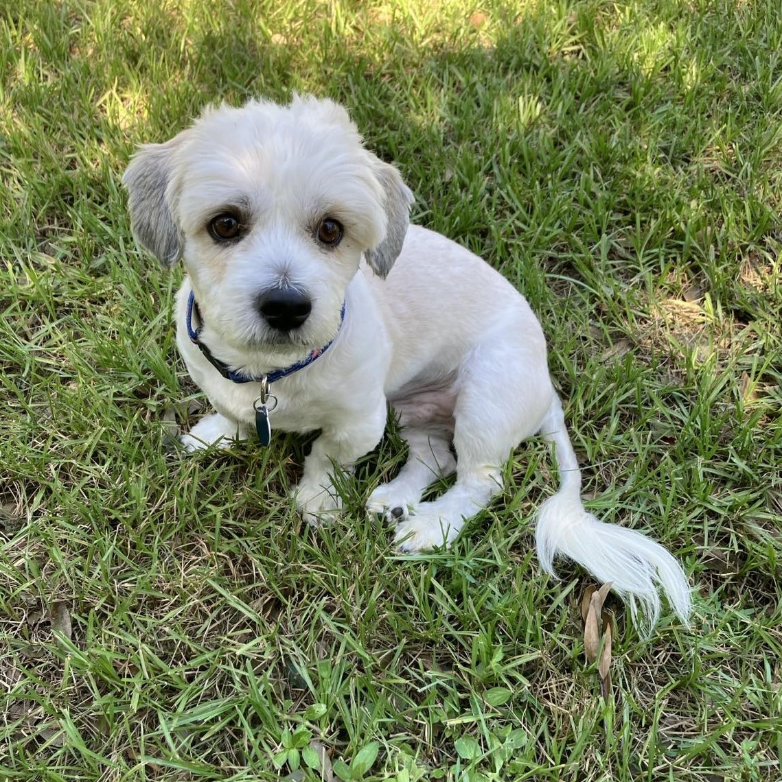 Dog for adoption Rusty, a Havanese & Lhasa Apso Mix in Cape Coral, FL