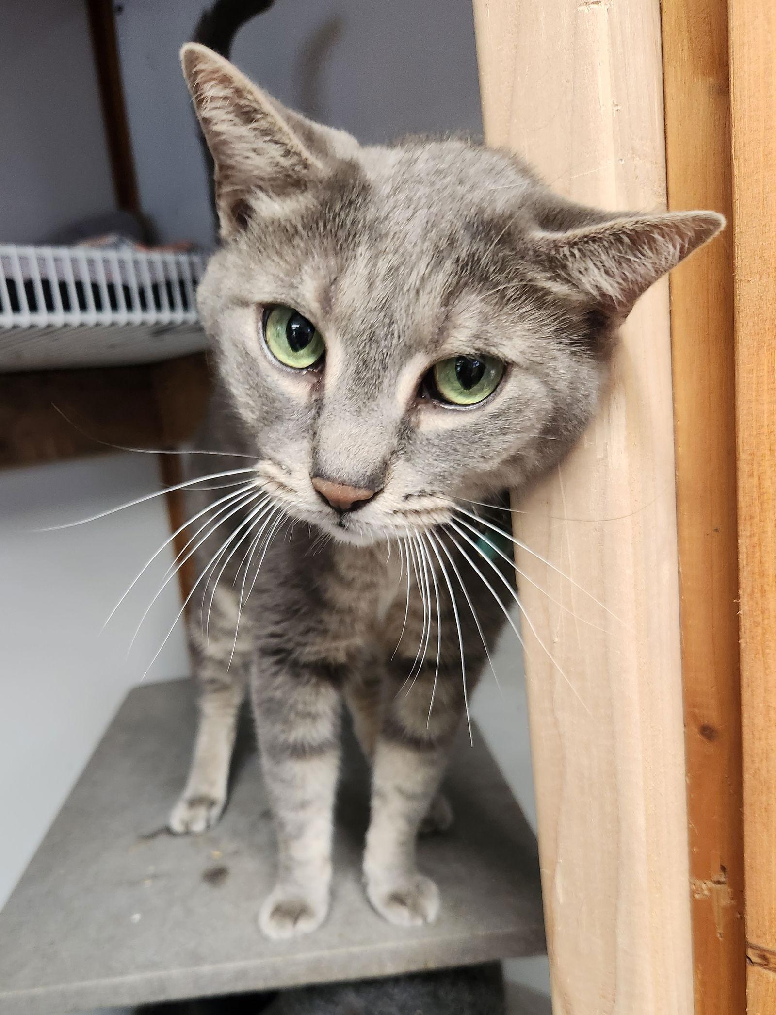 Timmy, a Adopted Domestic Short Hair in Crossville, TN image 1/3