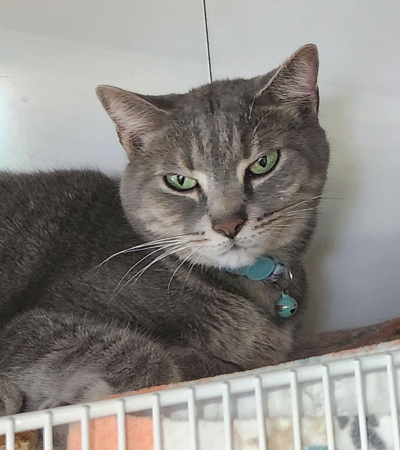 Timmy, a Adopted Domestic Short Hair in Crossville, TN image 2/3