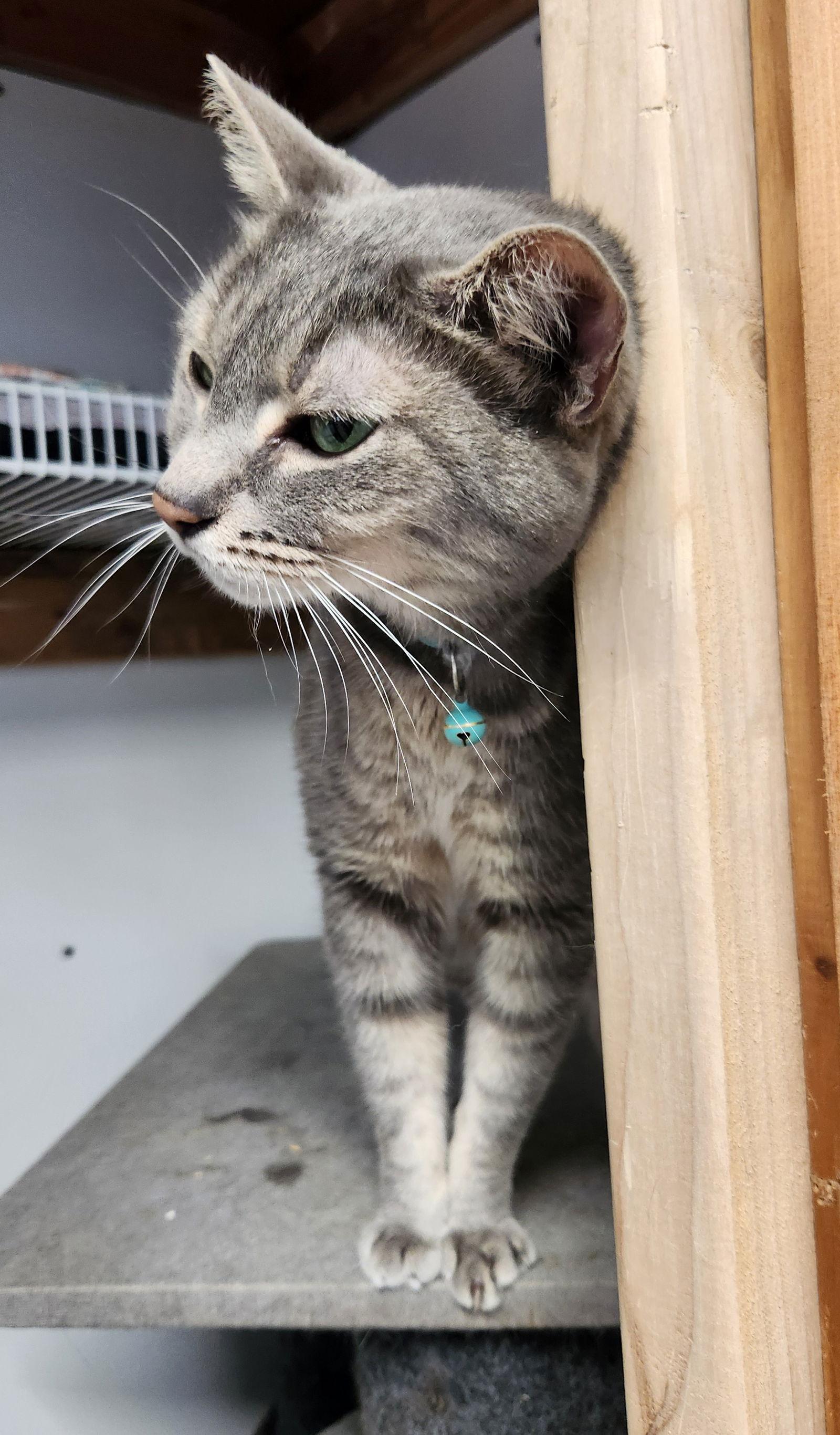 Timmy, a Adopted Domestic Short Hair in Crossville, TN image 3/3