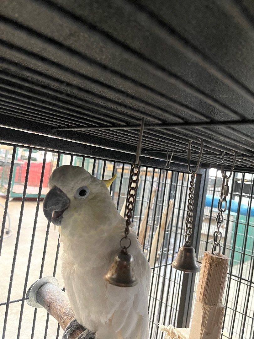 Taxie, Adopted, Young Male Cockatoo.