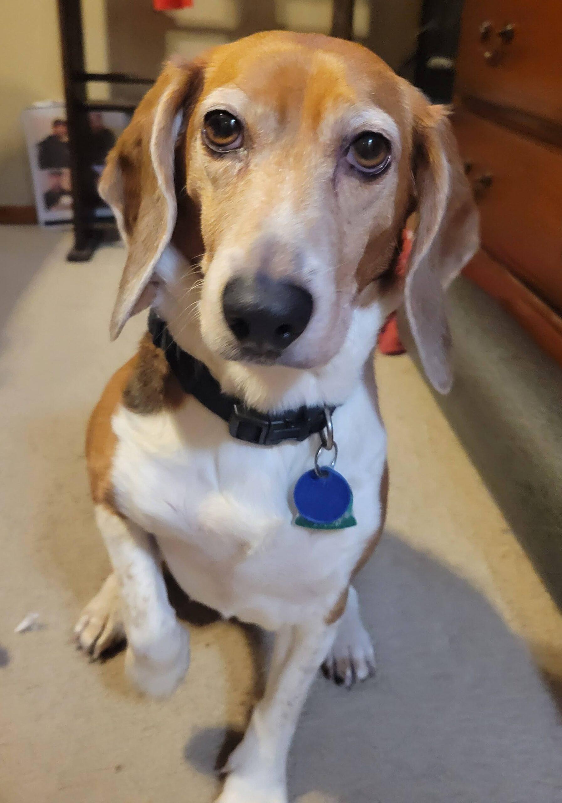 Enlarge Cleo, a Adoptable Beagle in Kent, WA image 1/1