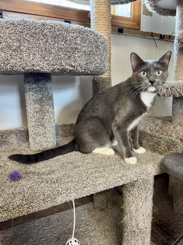 Monica, Adoptable, Young Female Domestic Short Hair.