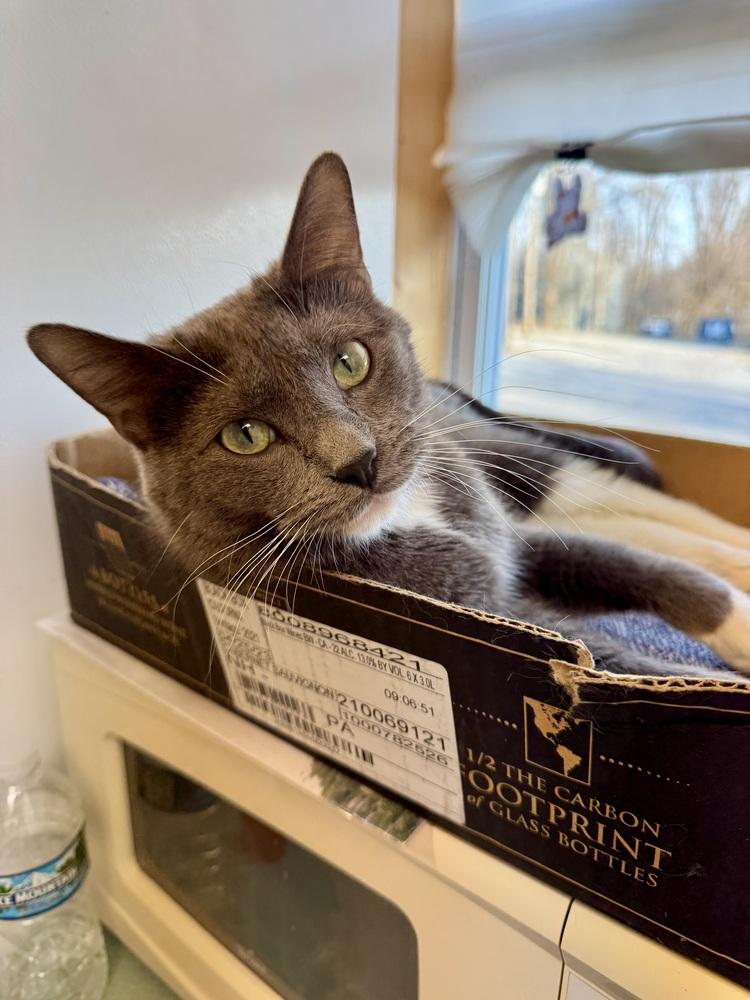 Monica, a Adoptable mixed breed in Papillion, NE image 2/5