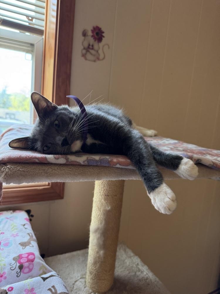 Monica, a Adoptable mixed breed in Papillion, NE image 3/5