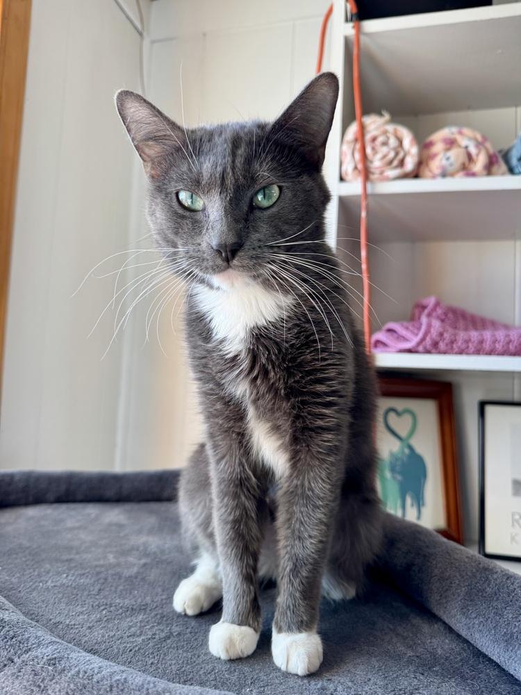 Monica, a Adoptable mixed breed in Papillion, NE image 4/5