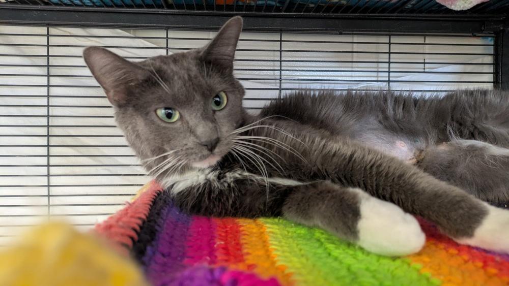 Monica, Adoptable, Young Female Domestic Short Hair.