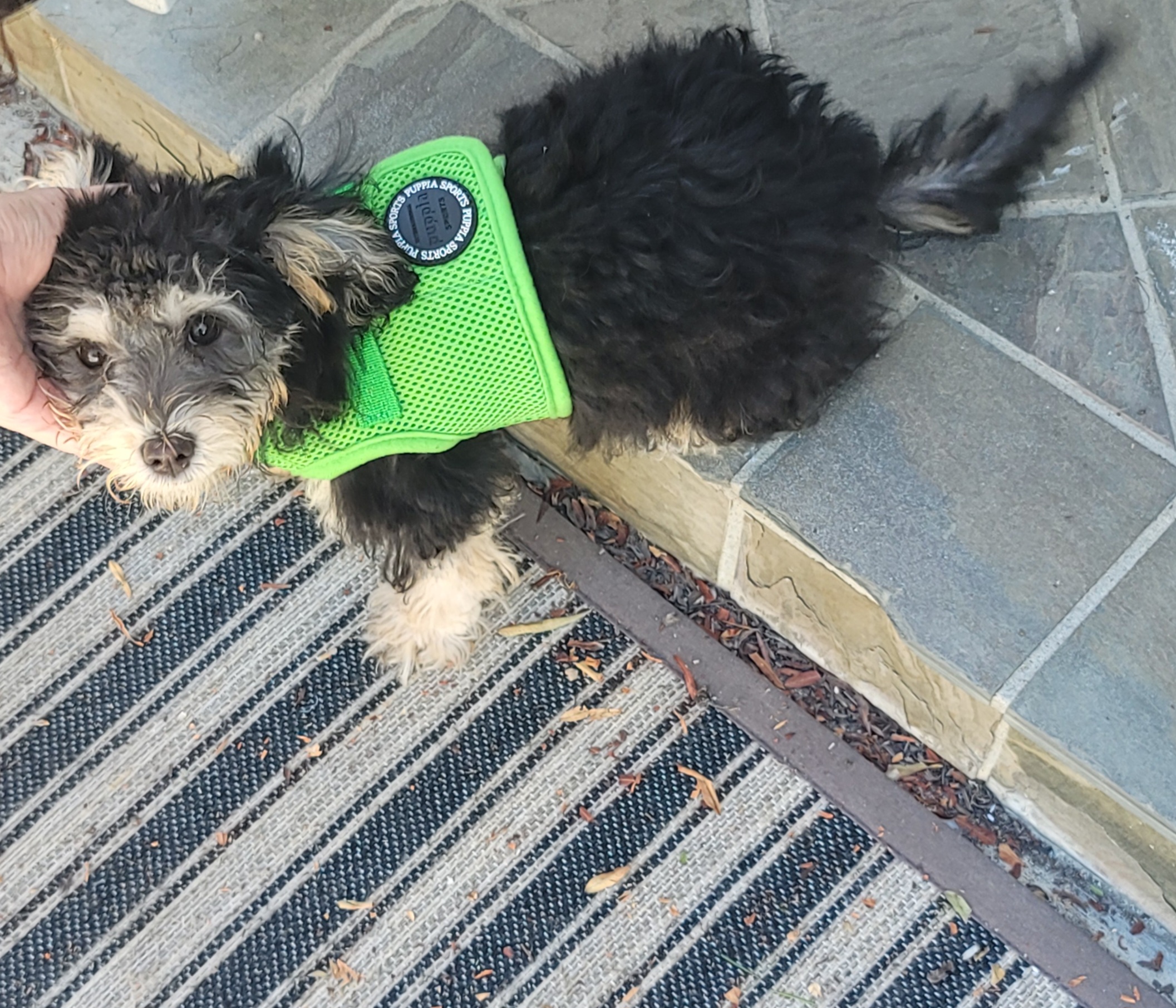 Dog for adoption CLOVER (Loves to be held!), a Cockapoo & Yorkshire