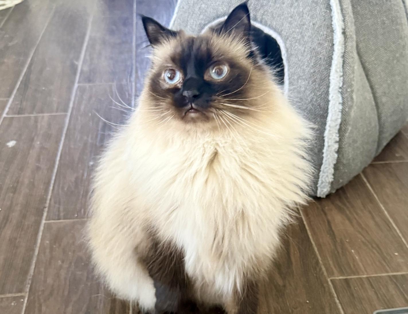 SKYLAR, a ADOPTABLE Ragdoll in Kenosha, WI image 2/5