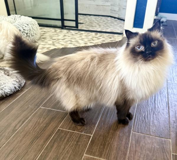 SKYLAR, ADOPTABLE, Adult Male Ragdoll.